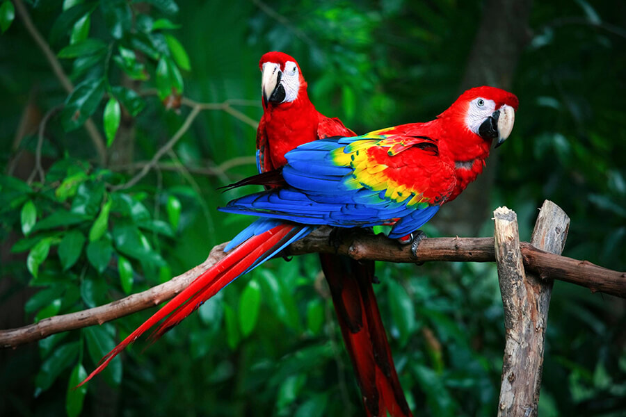 Vẹt Macaw