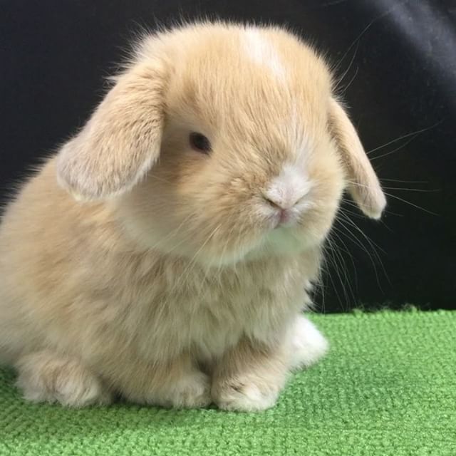 Thỏ Mini Lop