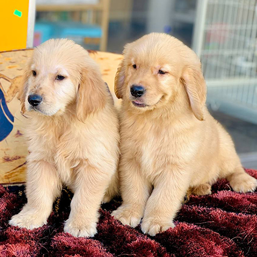 Golden Retriever