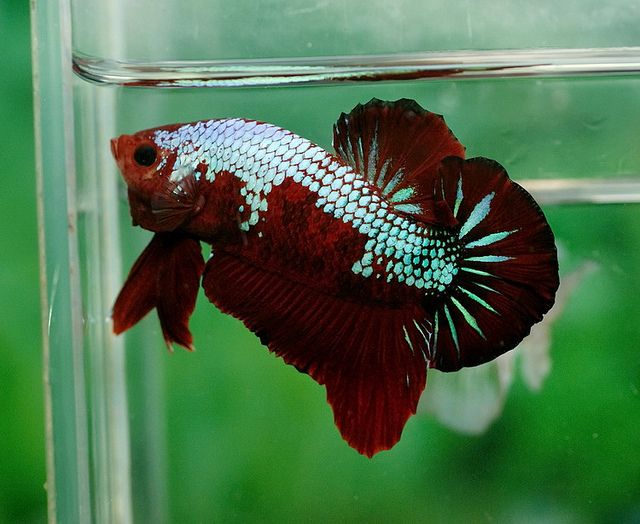 Cá Betta Galaxy