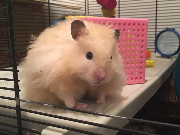 Hamster Bear