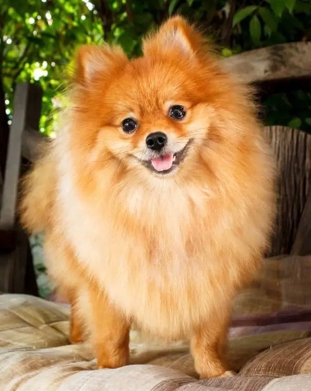Pomeranian