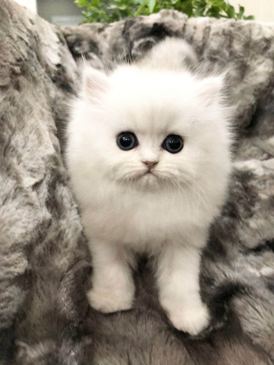 Persian Cat